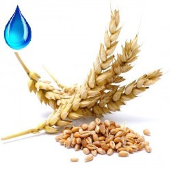 Водорастворимое масло зародышей пшеницы , 50г