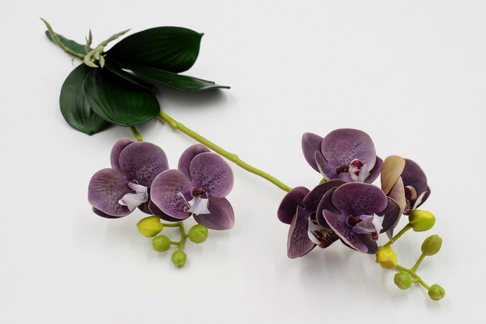 Орхидея с листом