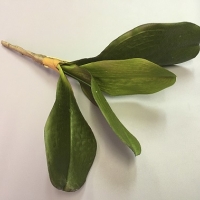 Лист орхидеи