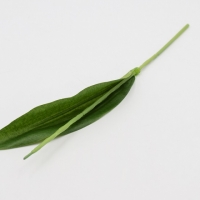 Ножка тюльпана с листом, 1 шт