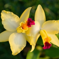 Отдушка орхидея и манго, 15 мл 