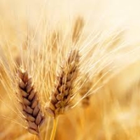 Протеины пшеницы гидролизованные, 50г